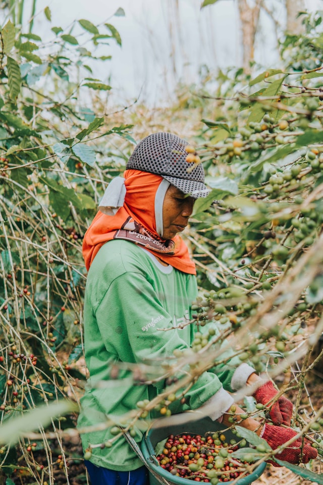 Coffee farmer harvesting beans